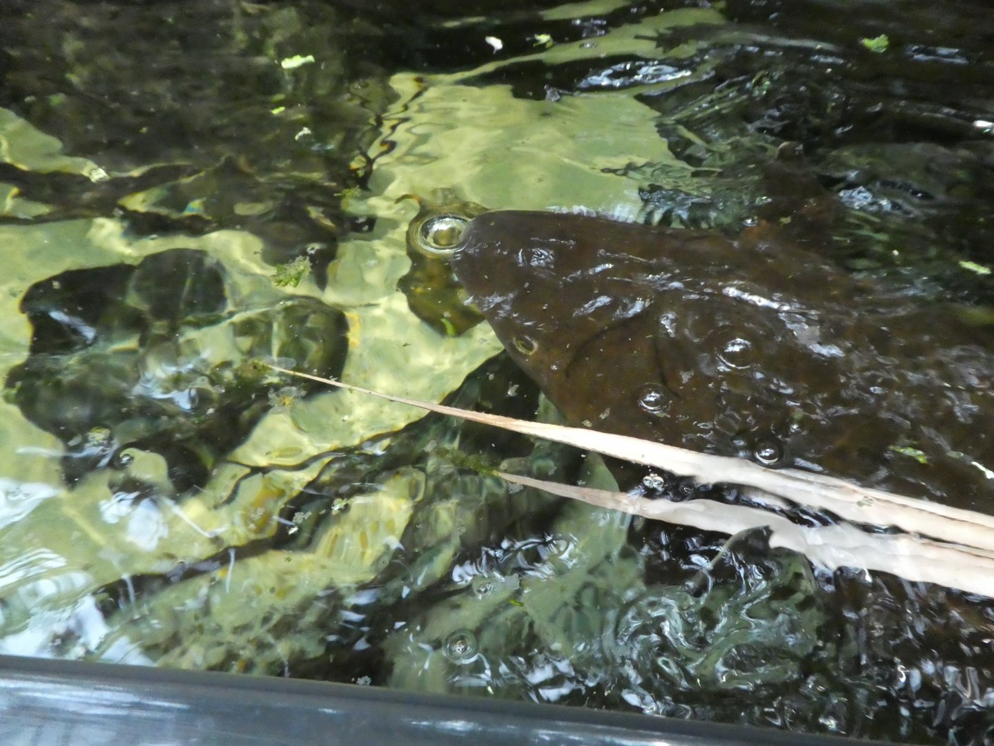 Animal Planet Australia: Wild Extremes - Australian Lungfish