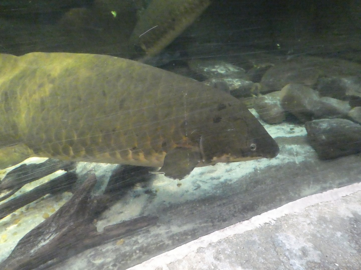 Animal Planet Australia: Wild Extremes - Australian Lungfish
