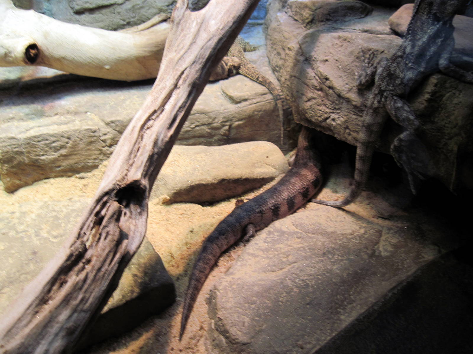 Animal Planet Australia: Wild Extremes-Bearded Dragon (tail), Northern Blue