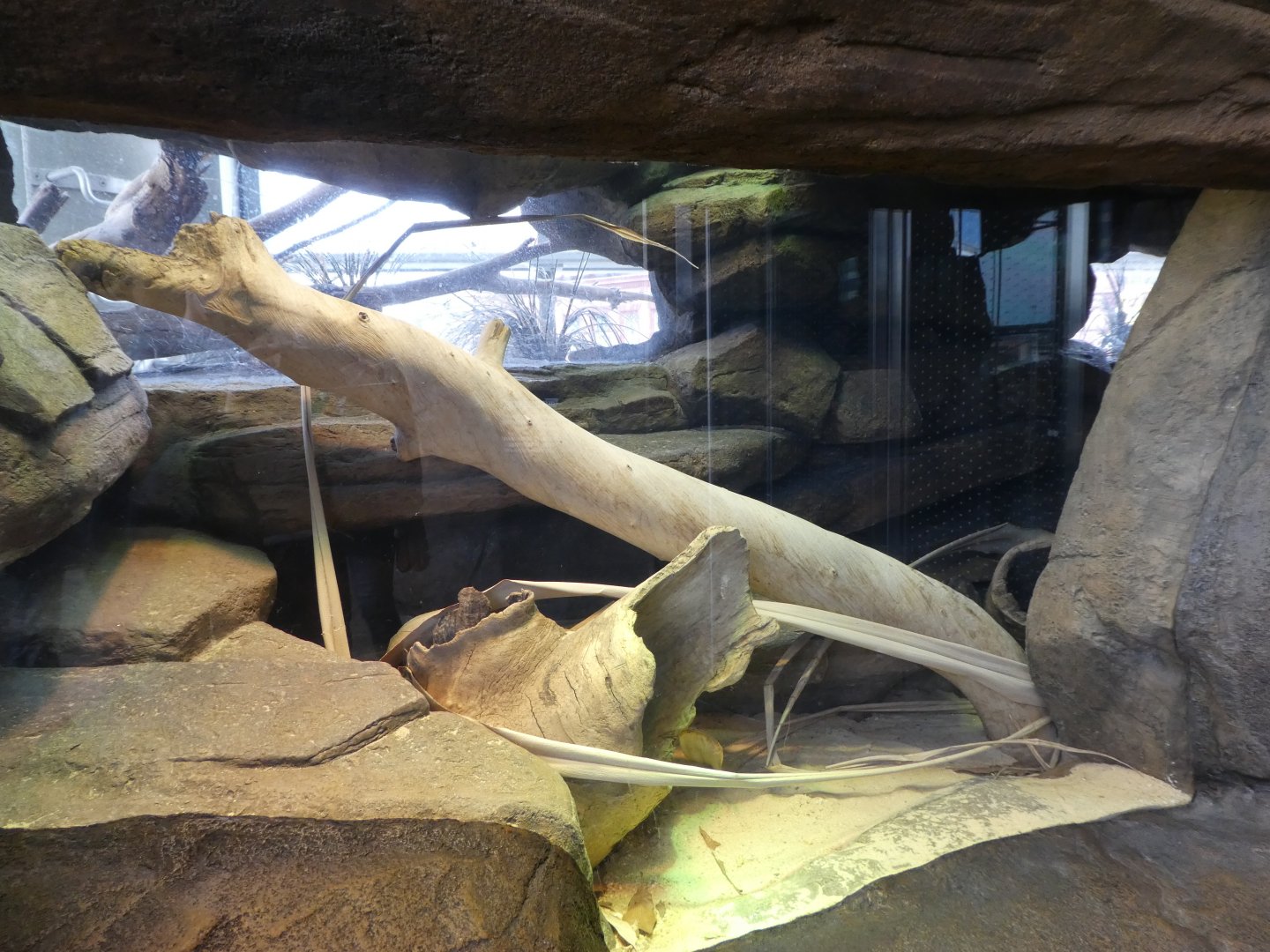 Animal Planet Australia: Wild Extremes - Black-headed Python Exhibit