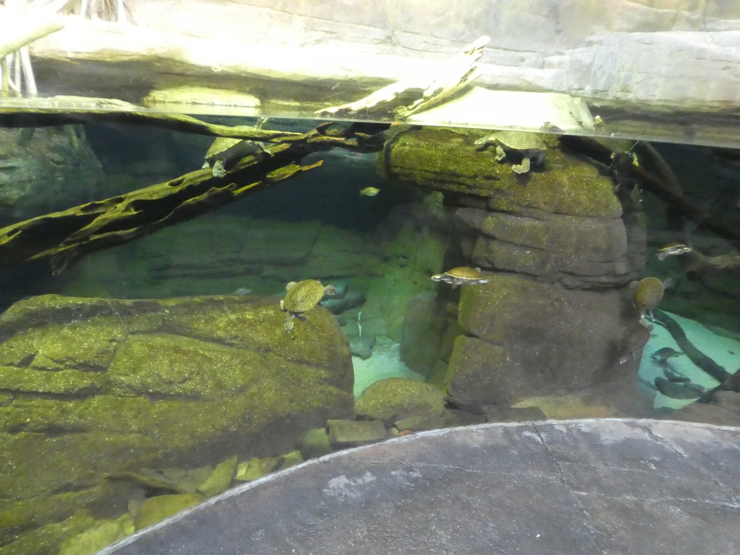 Animal Planet Australia: Wild Extremes - Crocodile, Turtle, Rainbowfish Exhibit