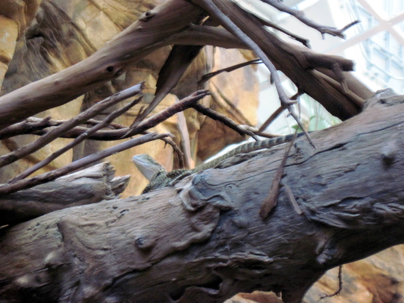 Animal Planet Australia: Wild Extremes-Eastern Water Dragon