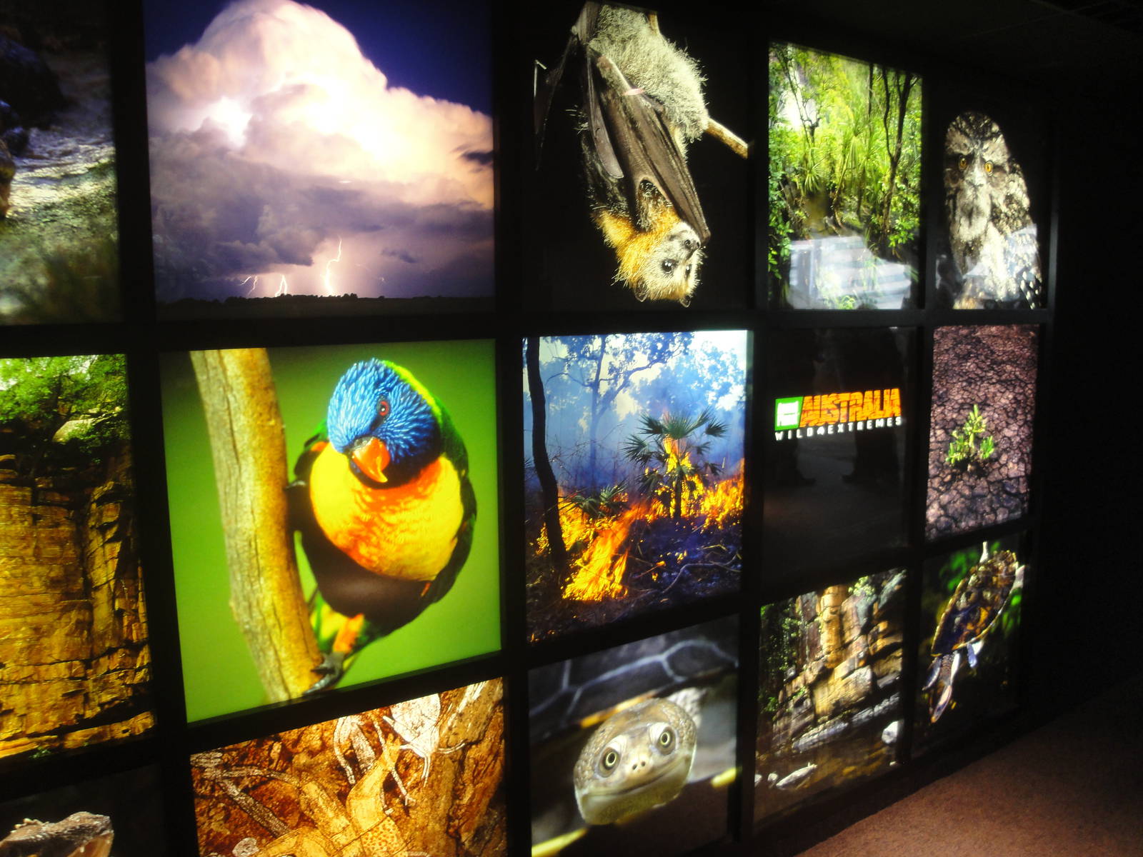 Animal Planet Australia: Wild Extremes Entrance