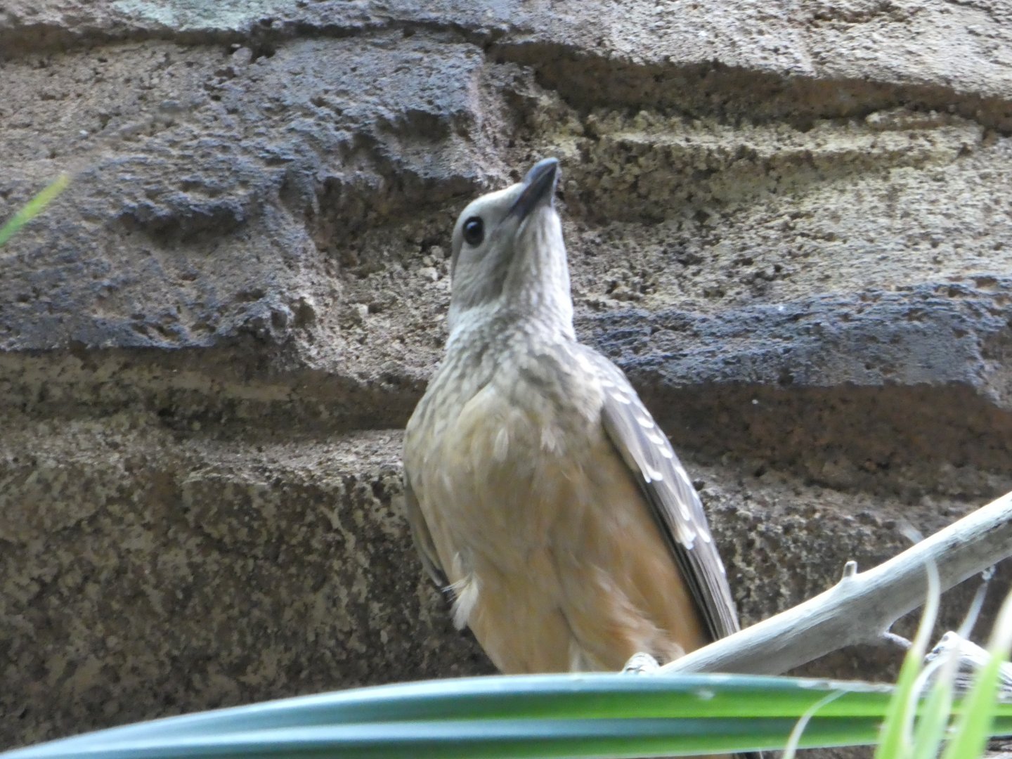 Animal Planet Australia: Wild Extremes - Fawn-breasted Bowerbird