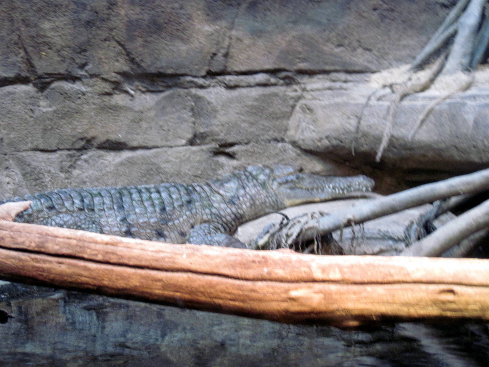 Animal Planet Australia: Wild Extremes-Freshwater Crocodile