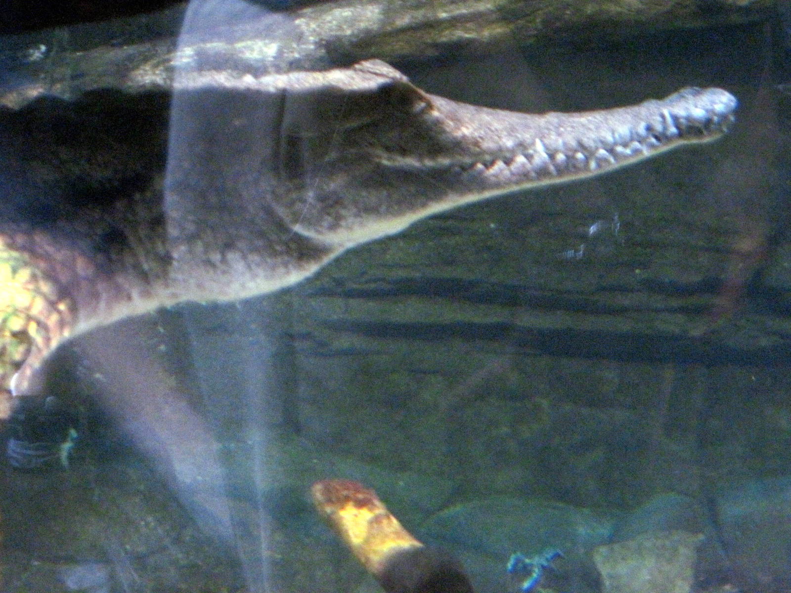 Animal Planet Australia: Wild Extremes-Freshwater Crocodile