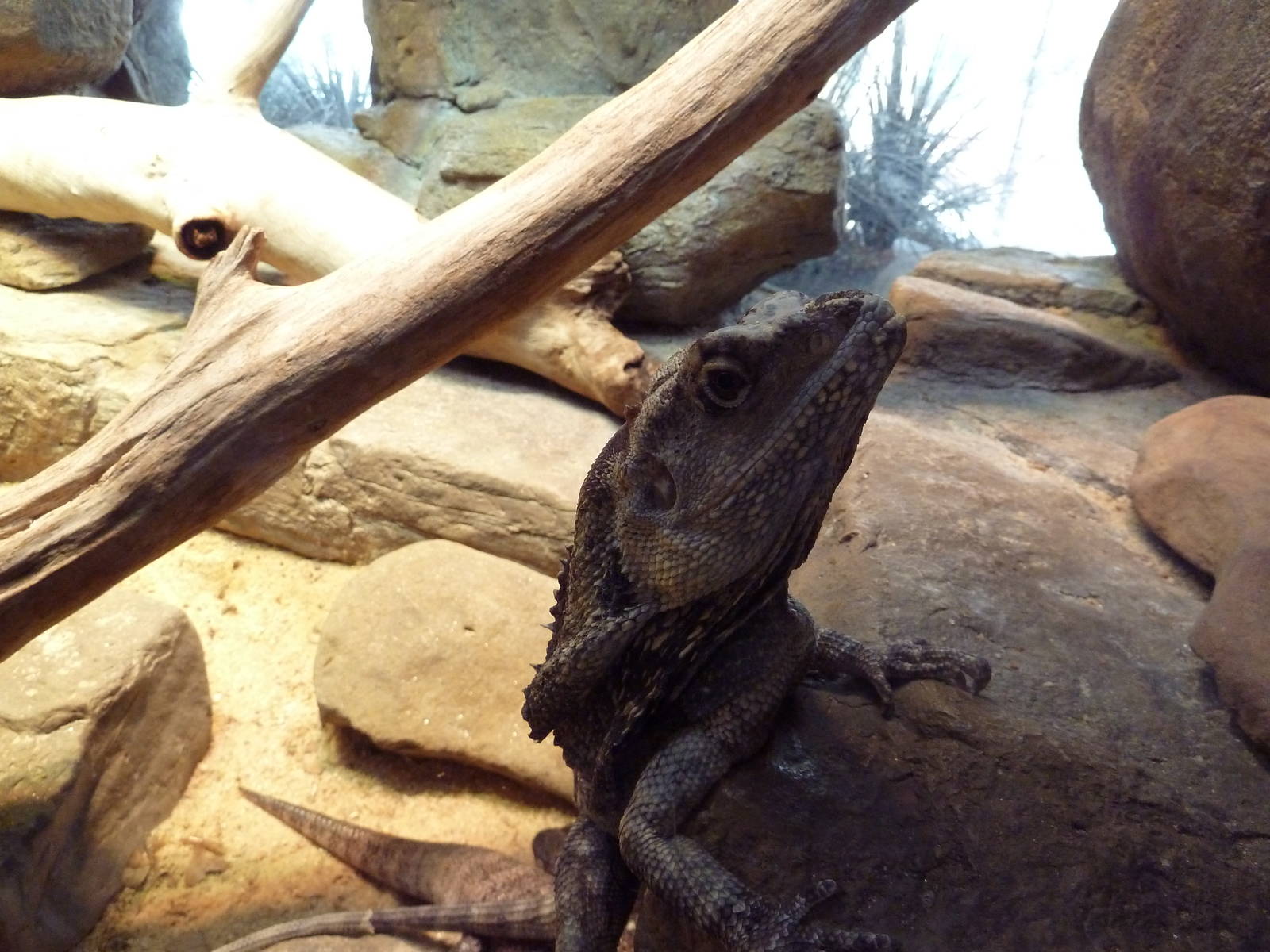 Animal Planet Australia: Wild Extremes - Frilled Lizard