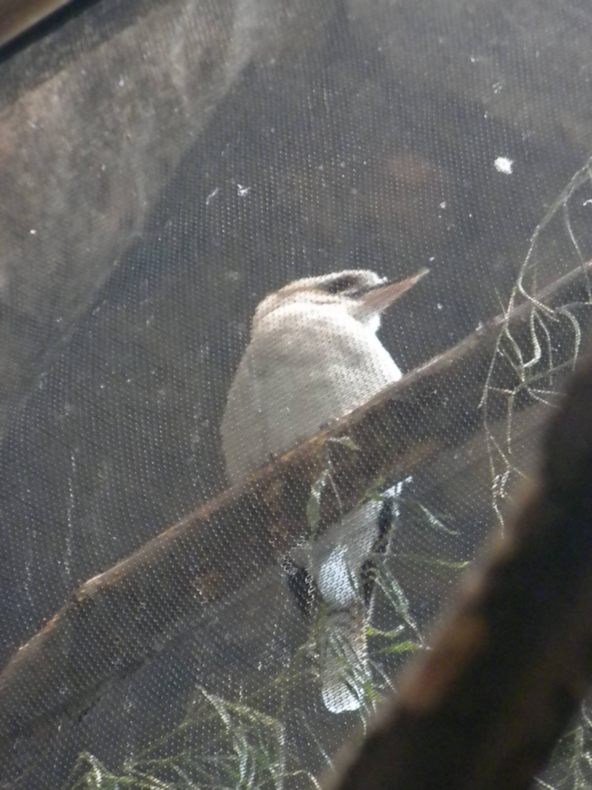 Animal Planet Australia: Wild Extremes - Kookaburra