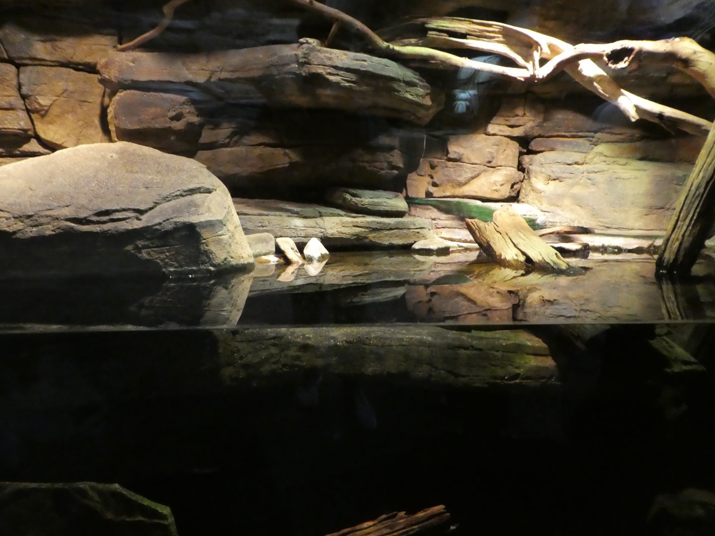 Animal Planet Australia: Wild Extremes - Monitor, Turtle, Grunter Exhibit