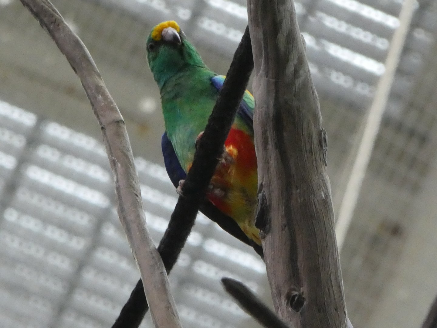 Animal Planet Australia: Wild Extremes - Mulga Parrot