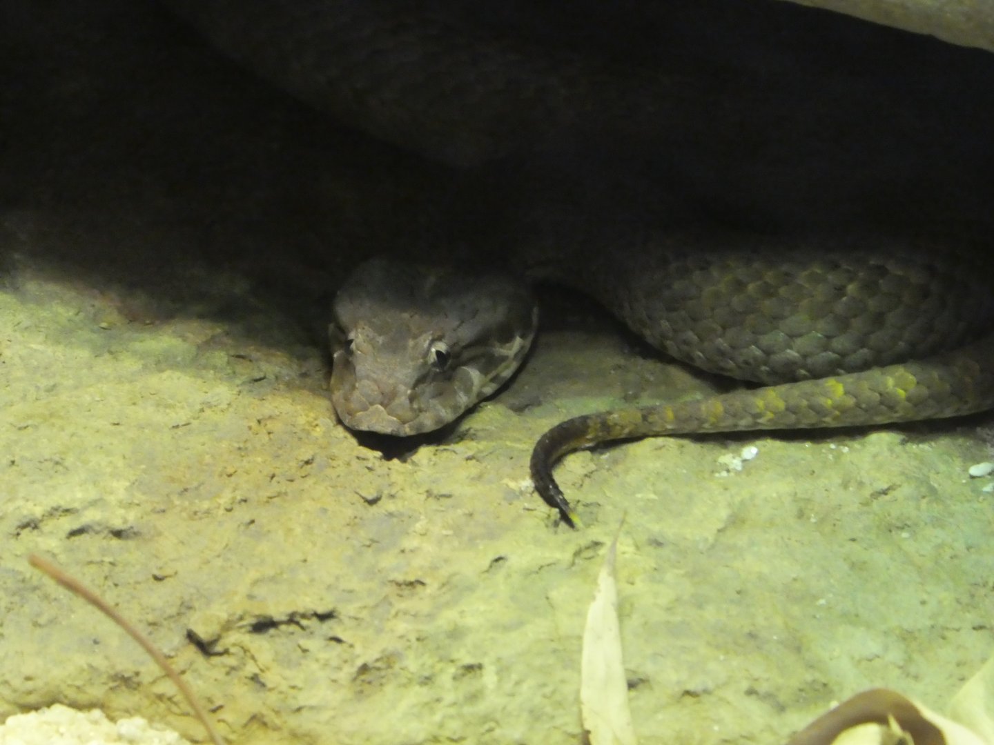 Animal Planet Australia: Wild Extremes - Plains Death Adder