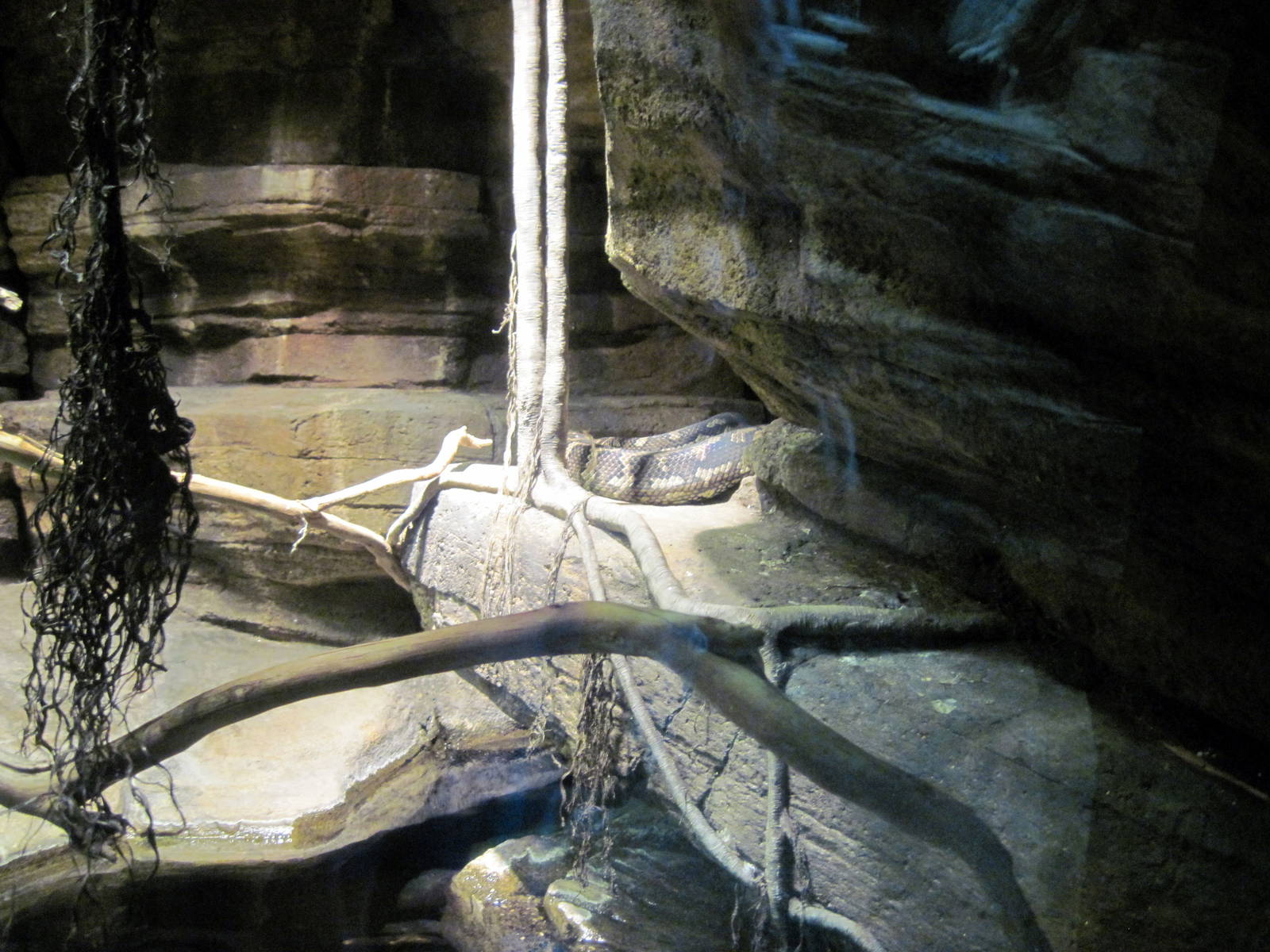 Animal Planet Australia: Wild Extremes-Python