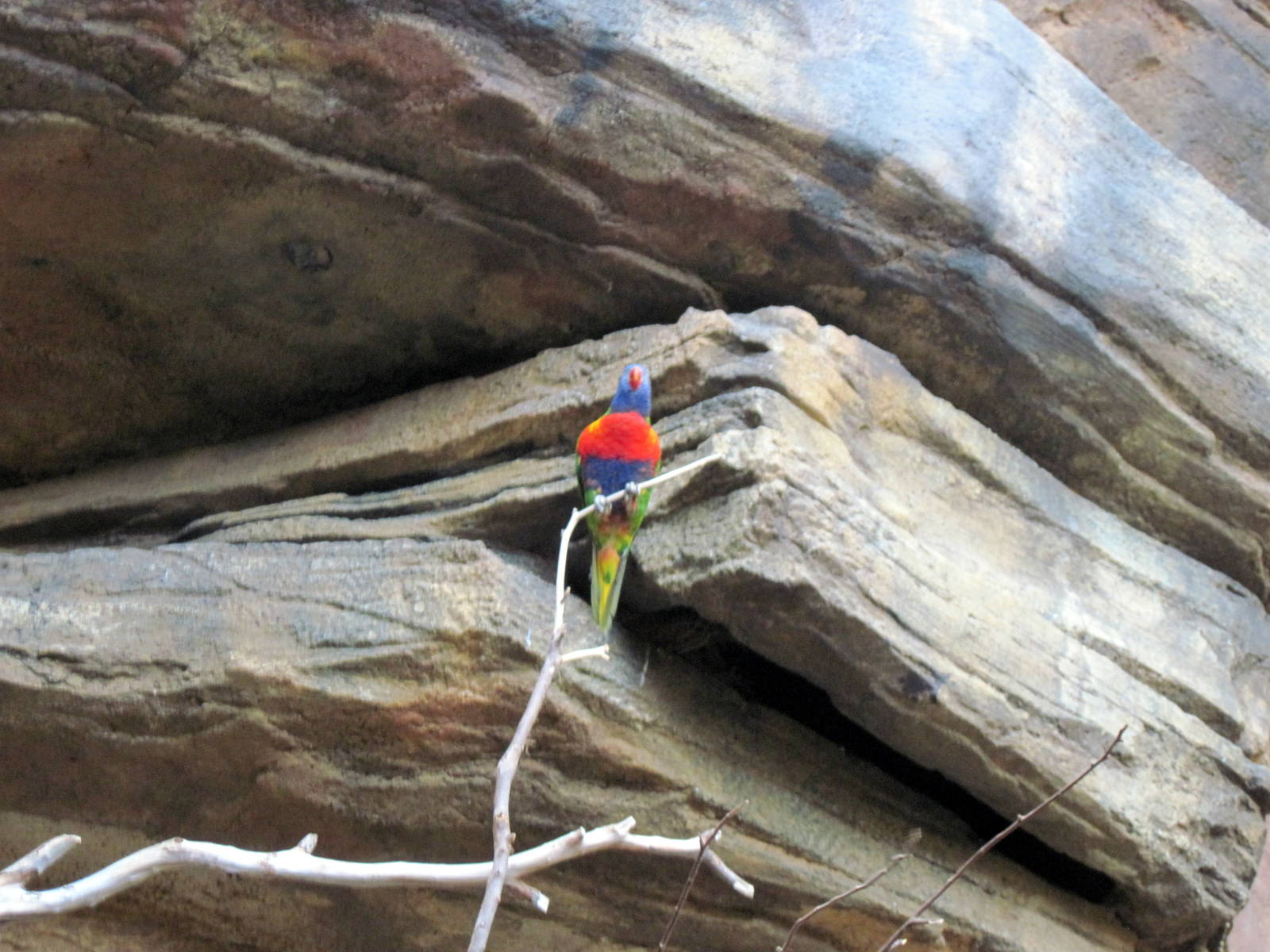 Animal Planet Australia: Wild Extremes-Rainbow Lorikeet