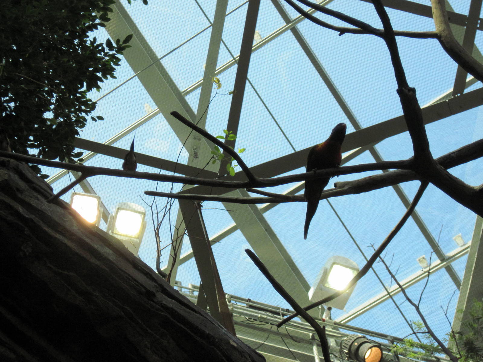 Animal Planet Australia: Wild Extremes-Rainbow Lorikeet