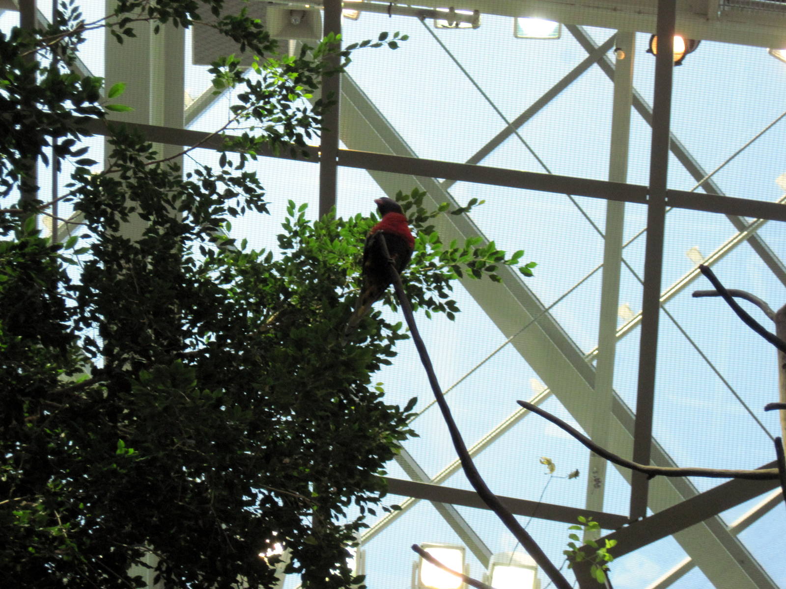 Animal Planet Australia: Wild Extremes-Rainbow Lorikeet