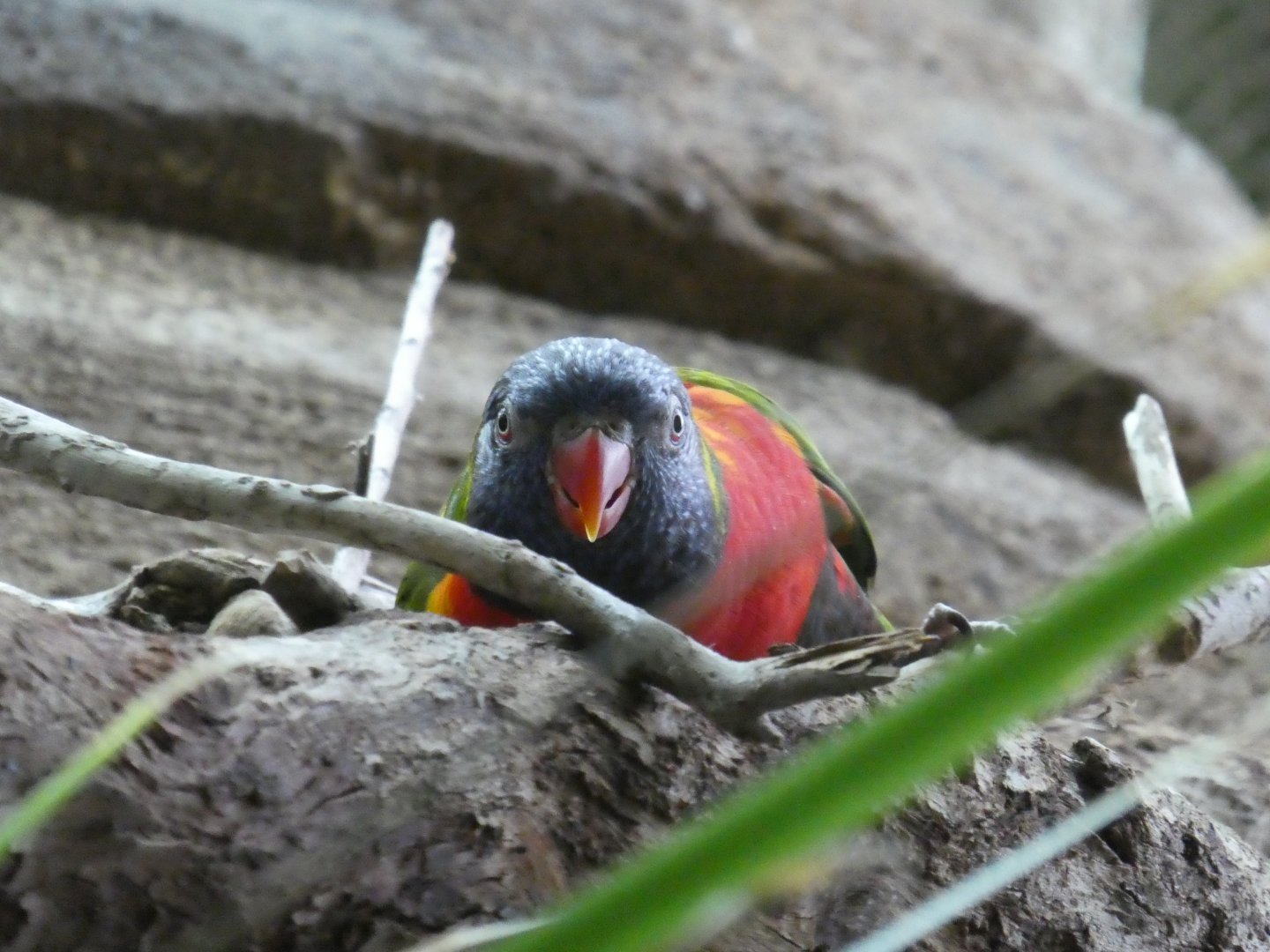 Animal Planet Australia: Wild Extremes - Rainbow Lorikeet
