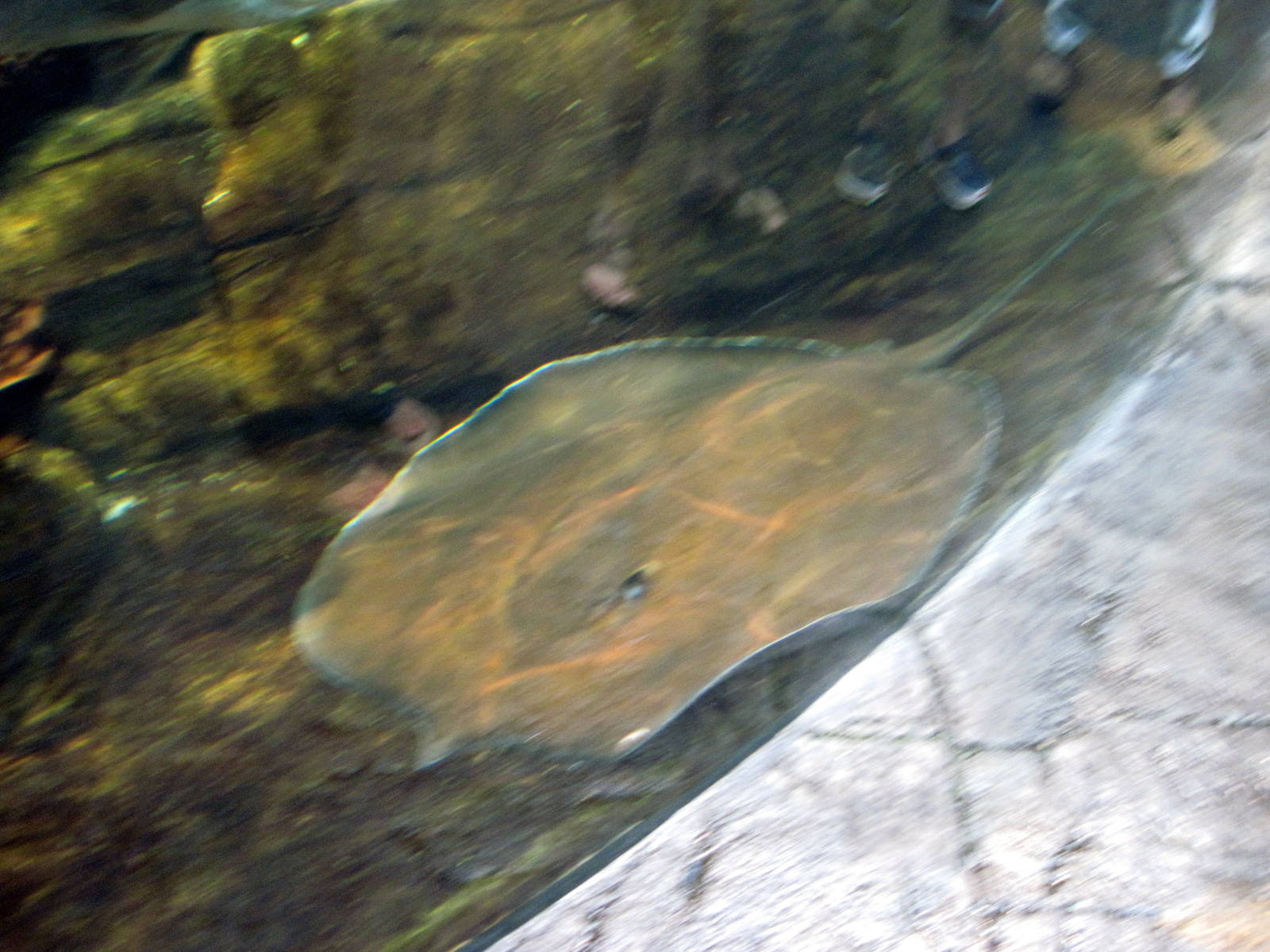 Animal Planet Australia: Wild Extremes-Stingray