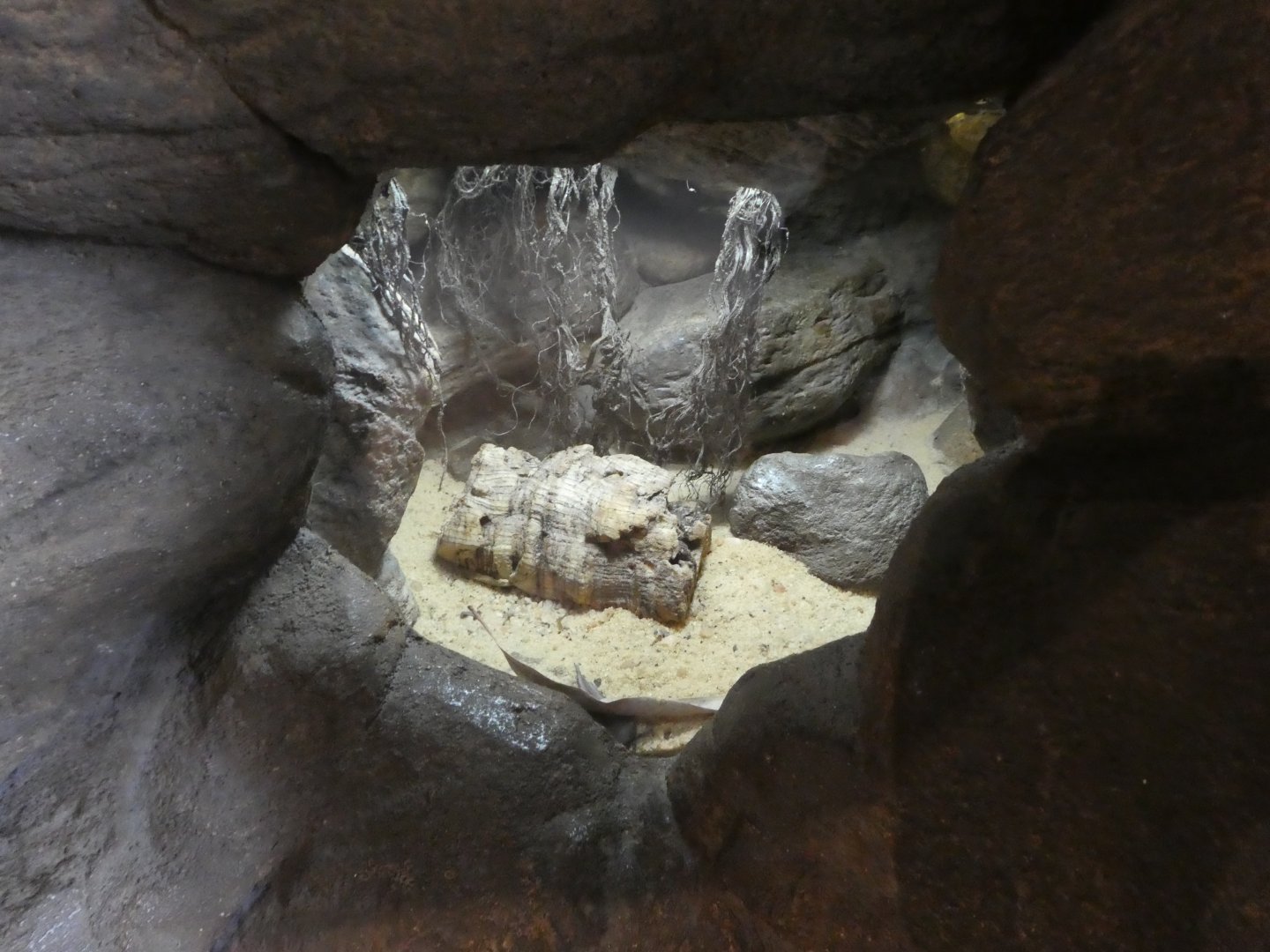 Animal Planet Australia: Wild Extremes - Three-lined Knob-tailed Gecko Exhibit