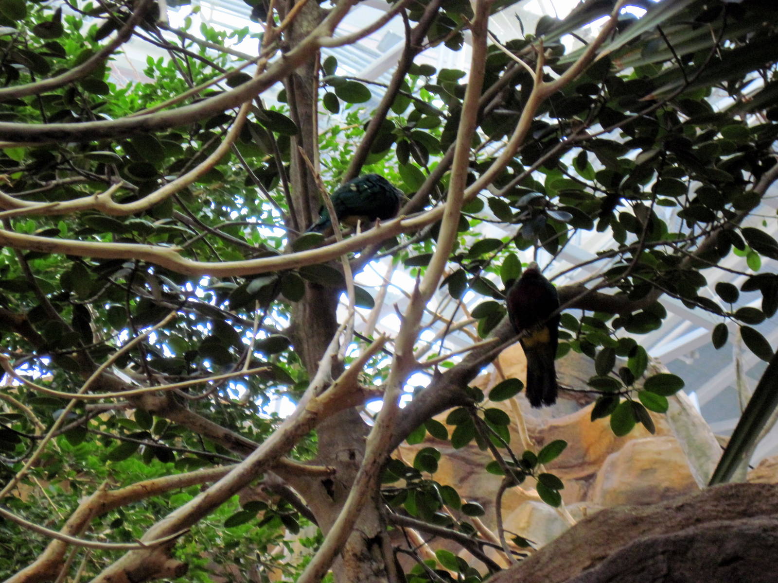 Animal Planet Australia: Wild Extremes-Wompoo Fruit Doves