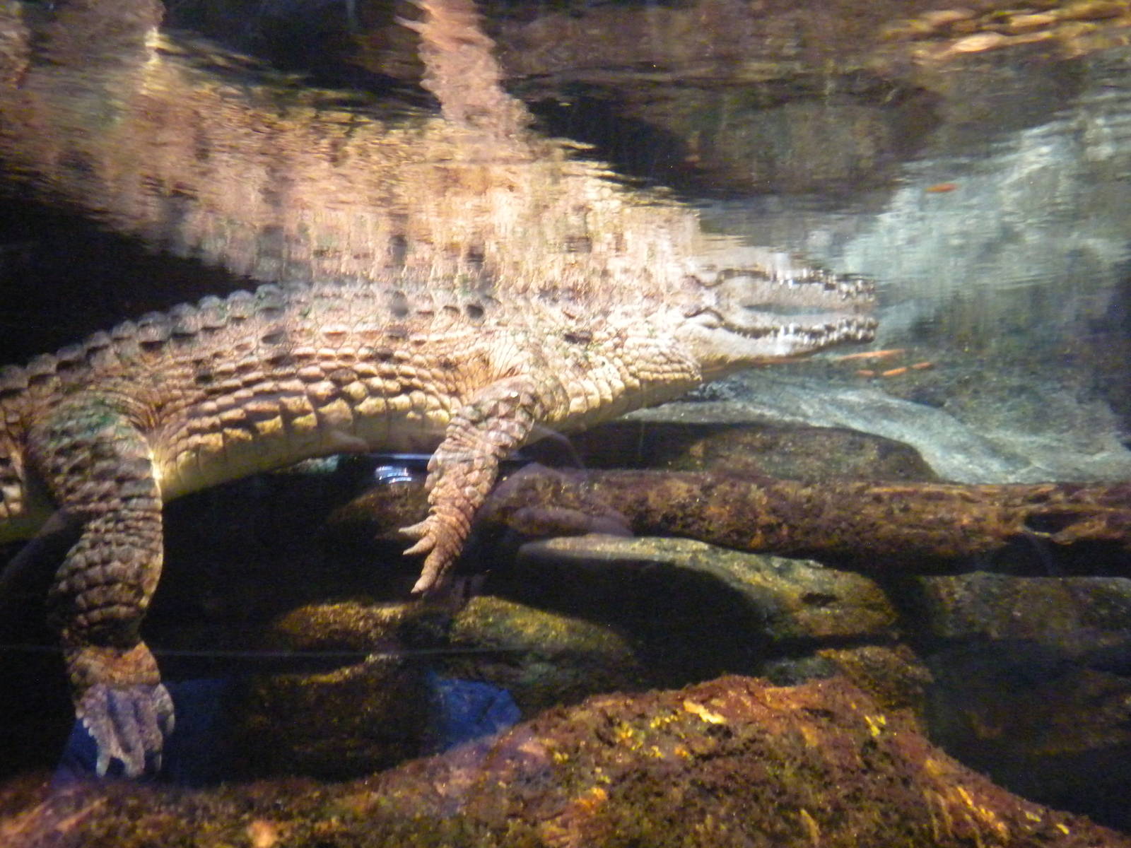 Animal Planet Australia: Wild Extremes