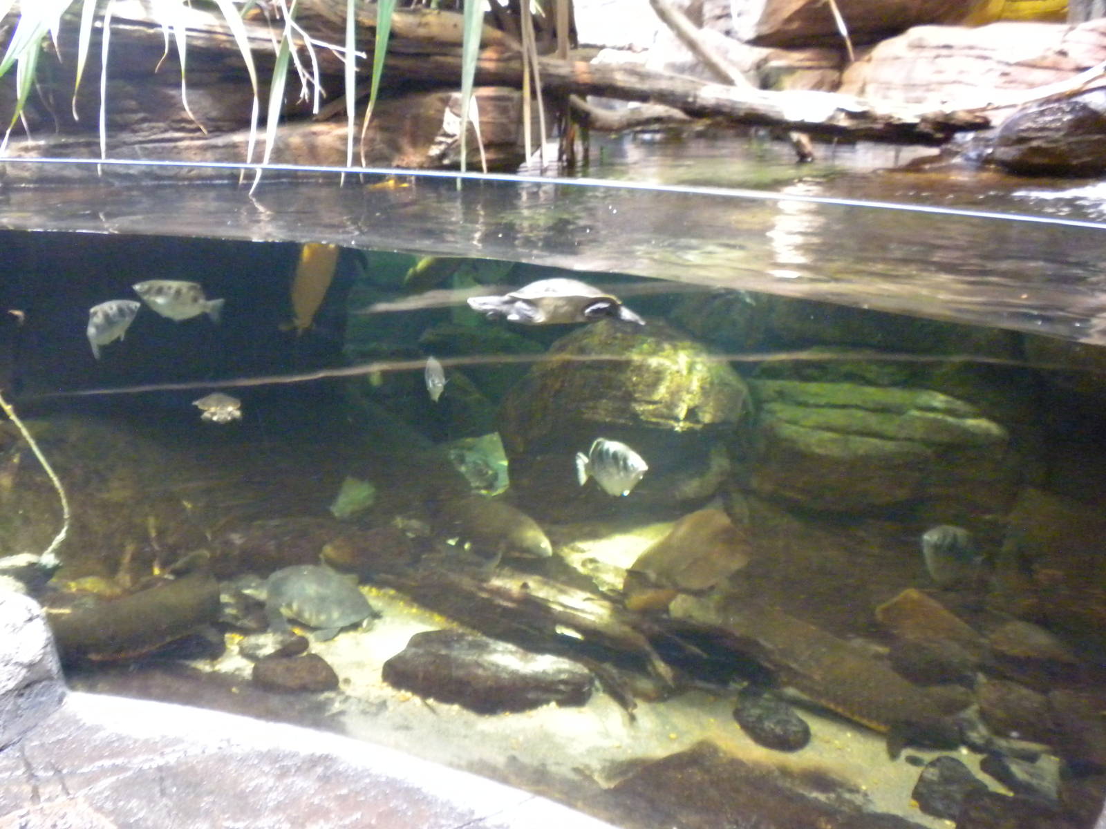 Animal Planet Australia: Wild Extremes