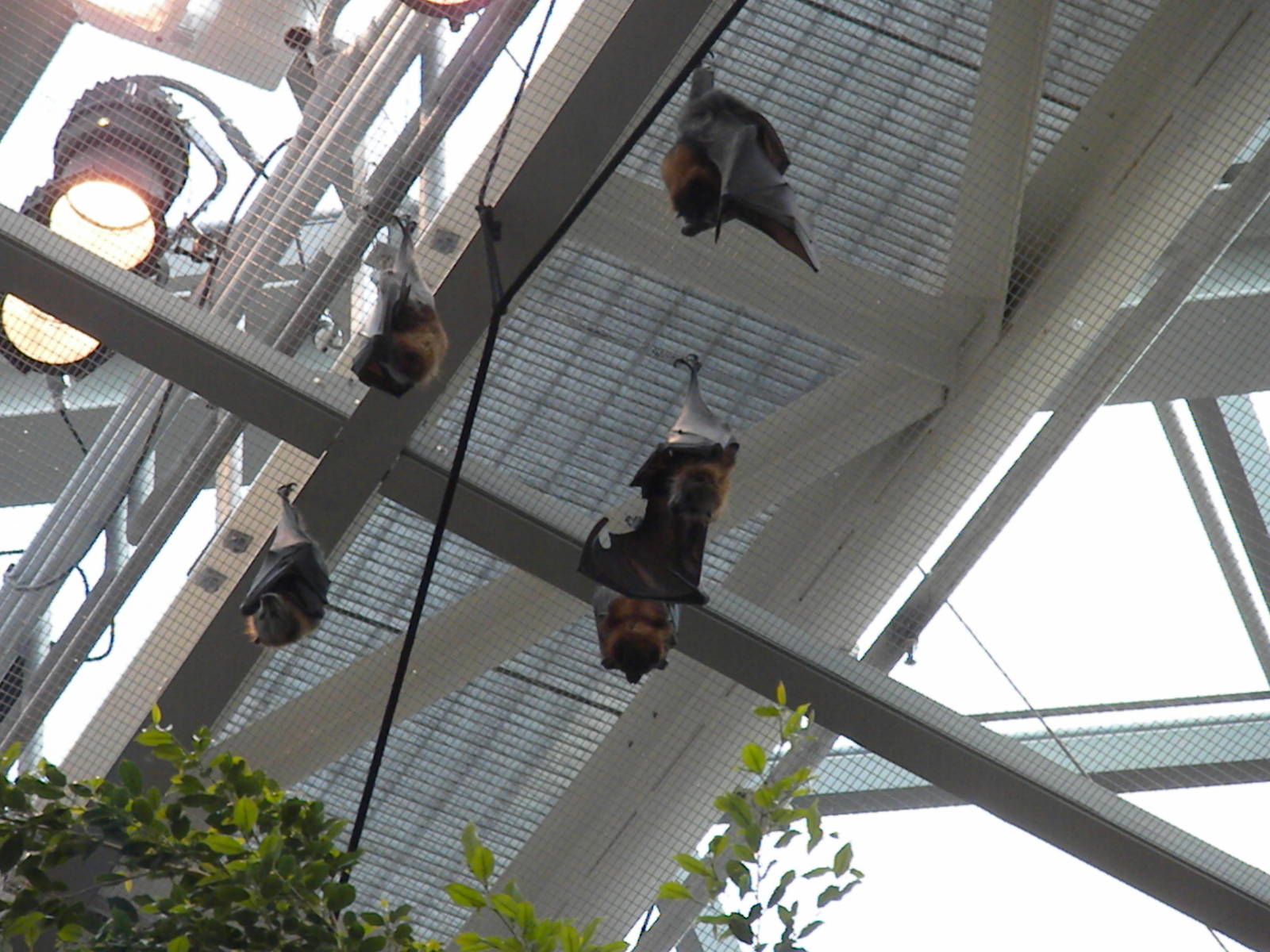 Animal Planet Australia: Wild Extremes