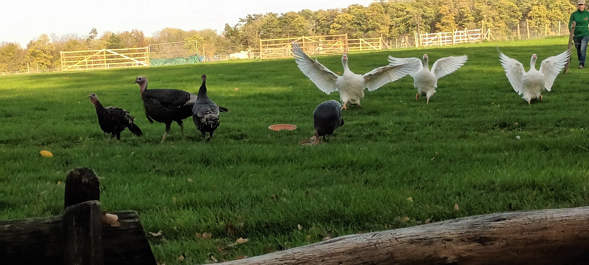 Animal Presentation Domestic Turkeys and Diepholzer Geese