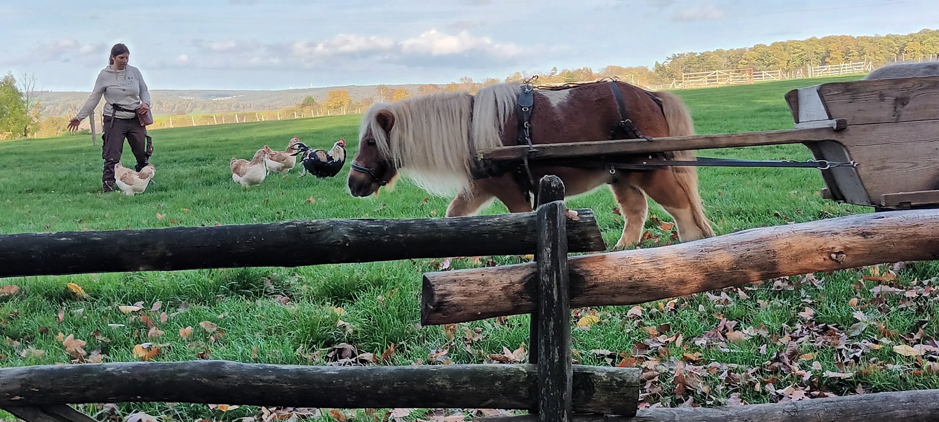 Animal Presentation German Faverolles and Bonsai the Miniature Pony
