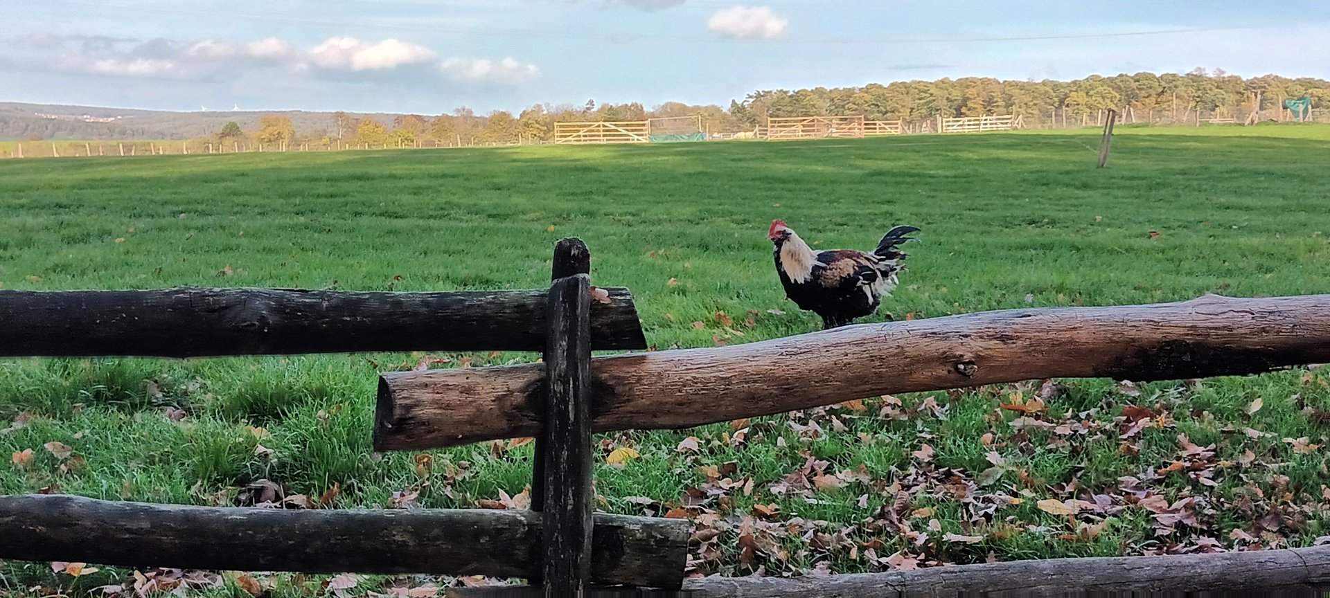 Animal Presentation German Faverolles Rooster