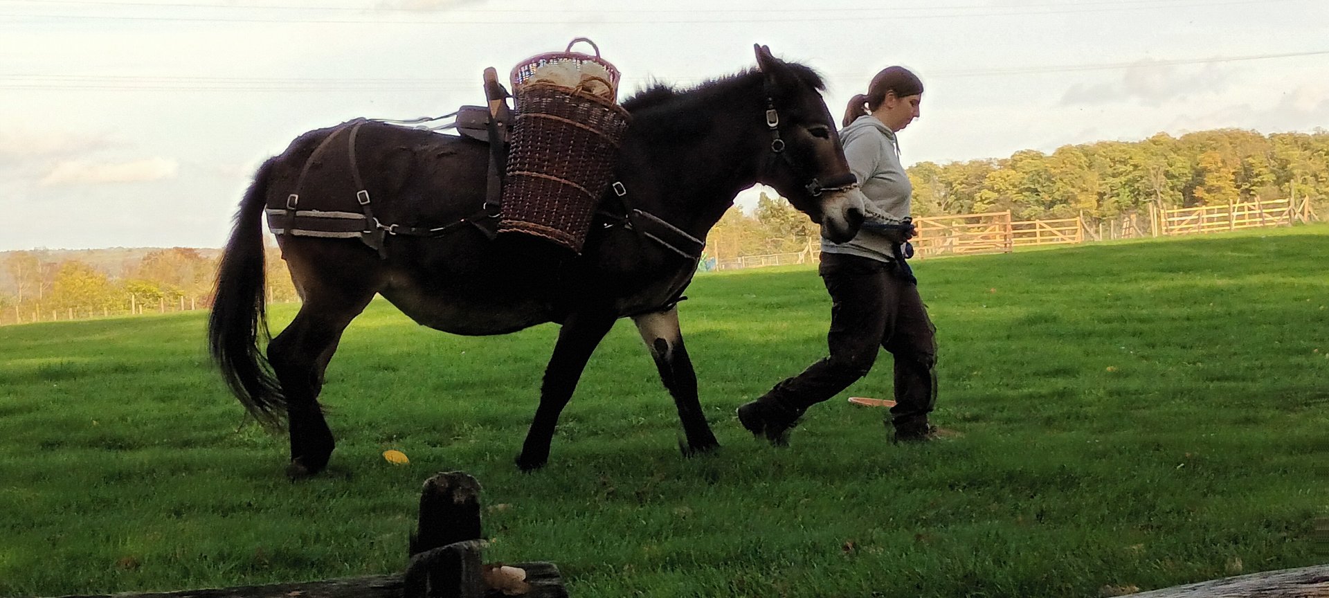 Animal Presentation Mule