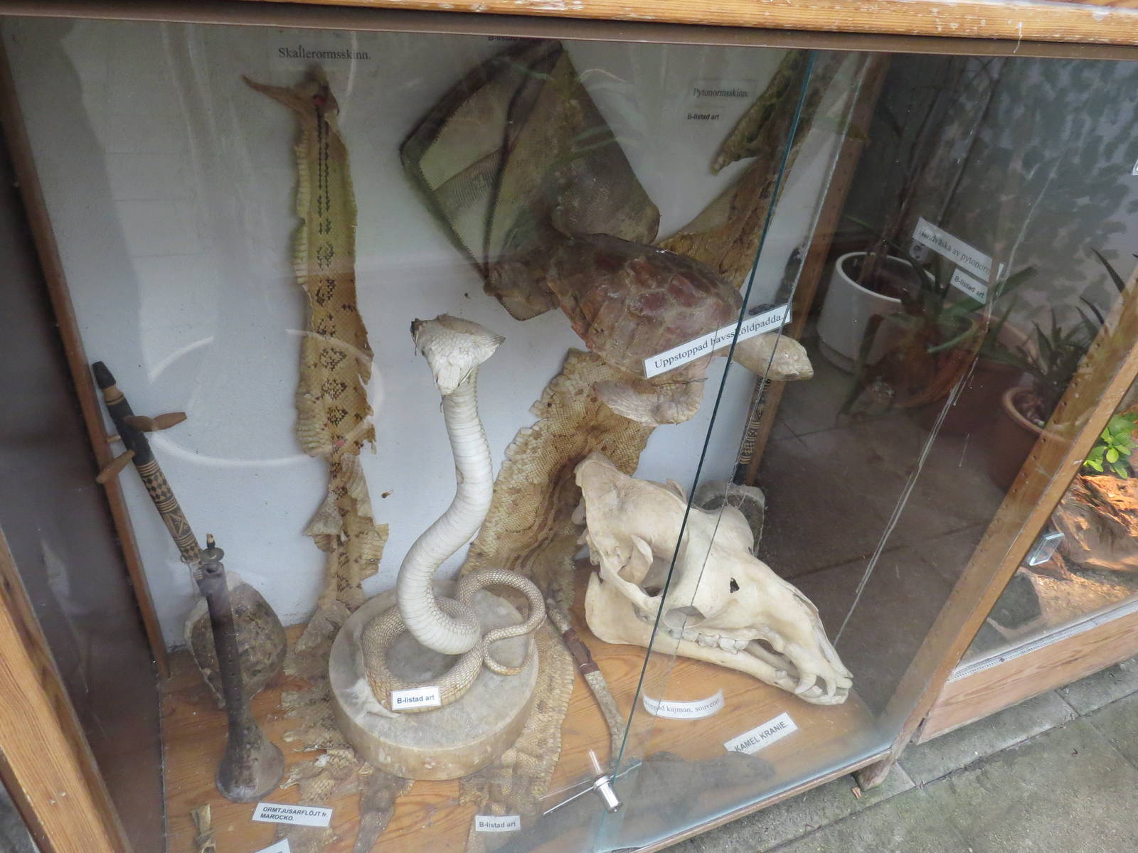 Animal product display, June 2015