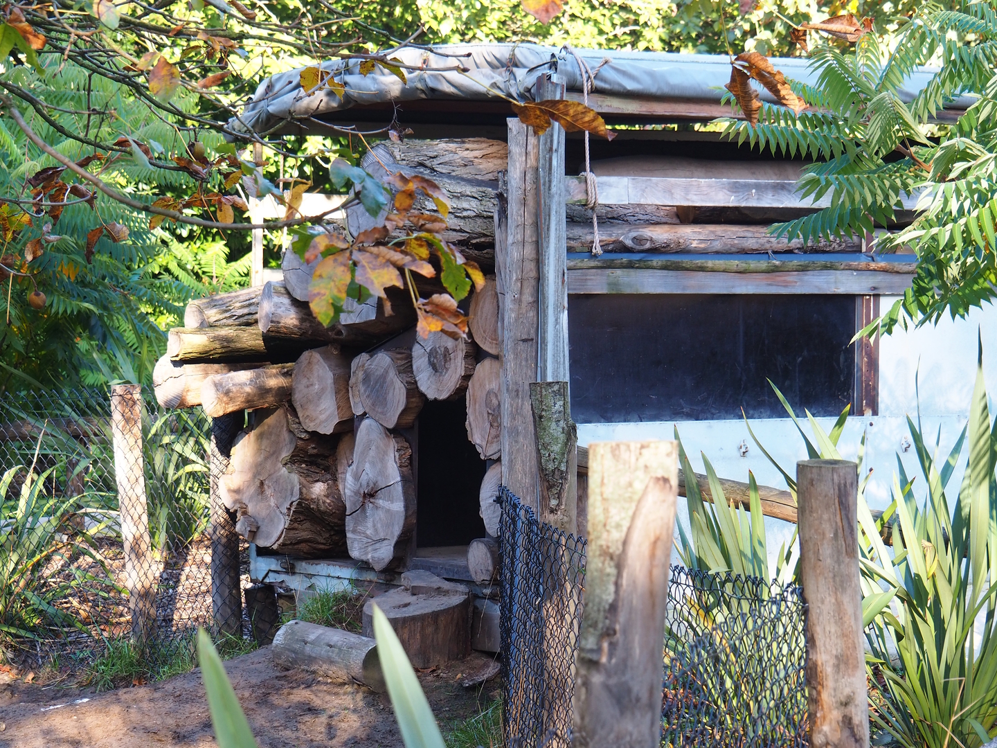 Animal shelter inside logging truck prop, 2022-10-09