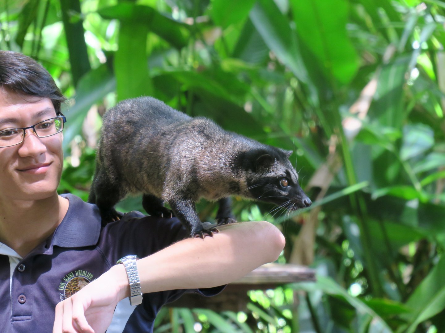 Animal show - Asian palm civet