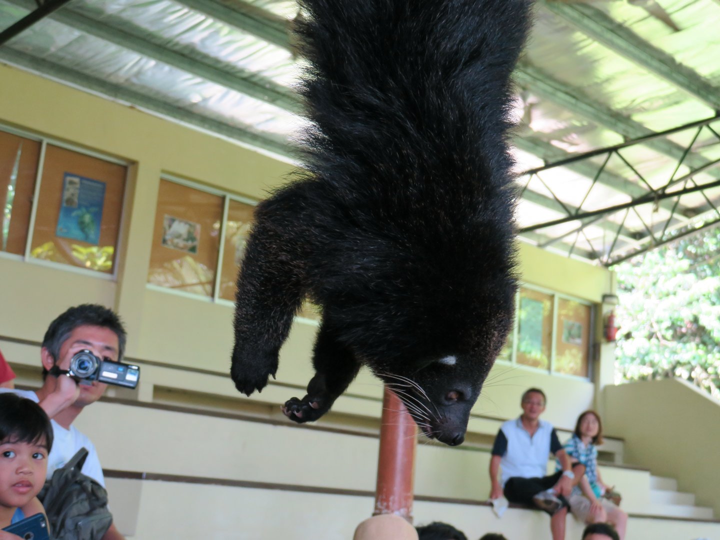 Animal show - Binturong