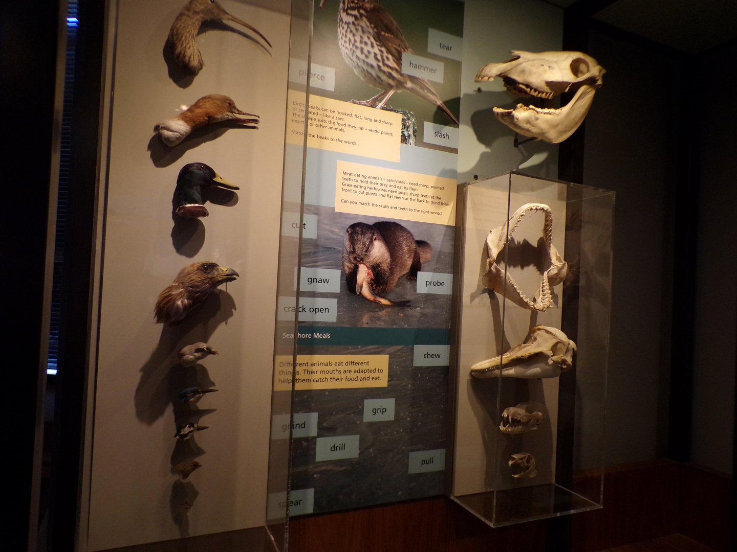 Animal skulls and their heads Taken in Kelvingrove museum) 12.2.24