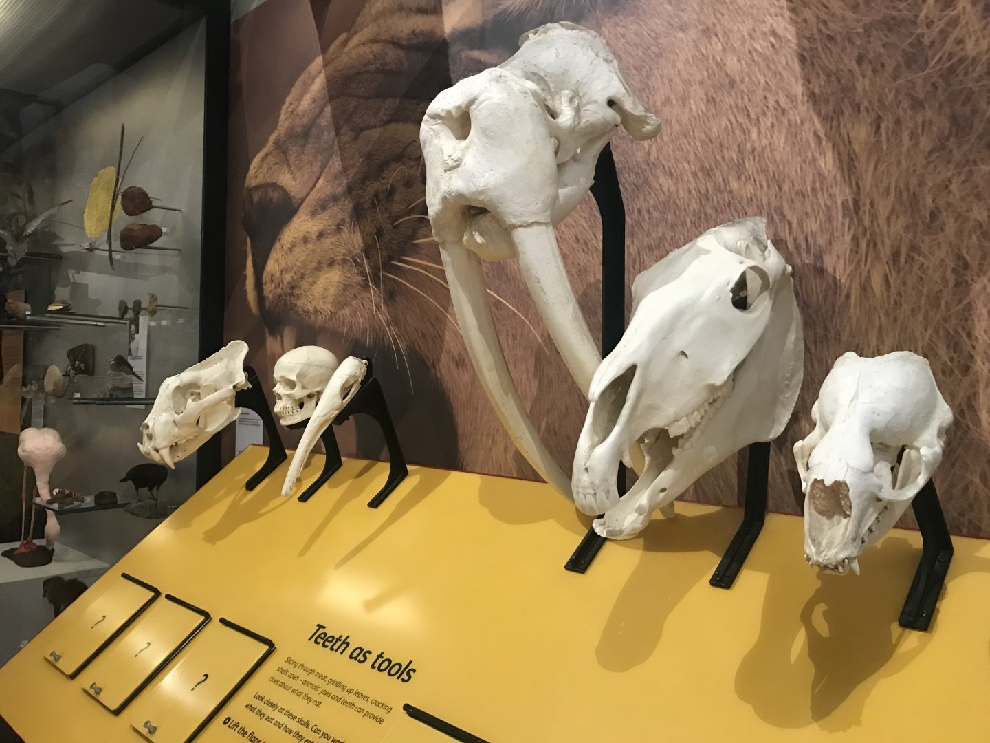 Animal skulls