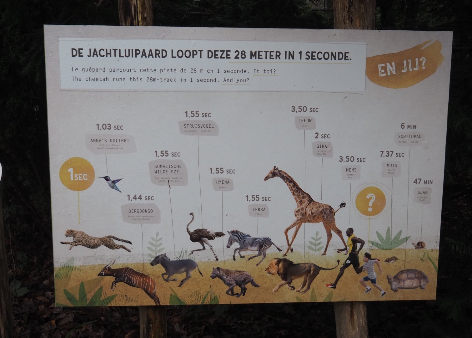 Animal speeds sign next to running course for children, 2024-01-01