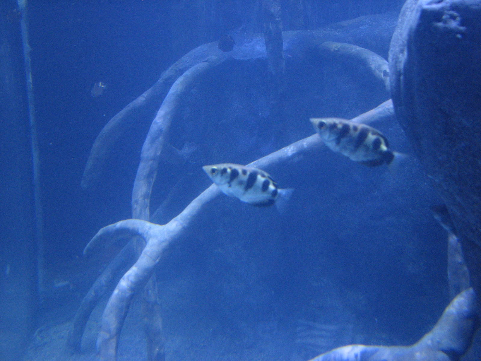 Animal Superheroes - Archerfish