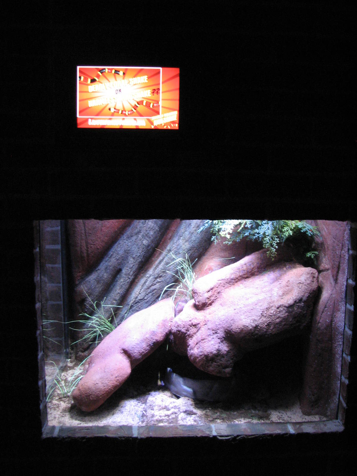 Animal Superheroes - Arizona Mountain Kingsnake