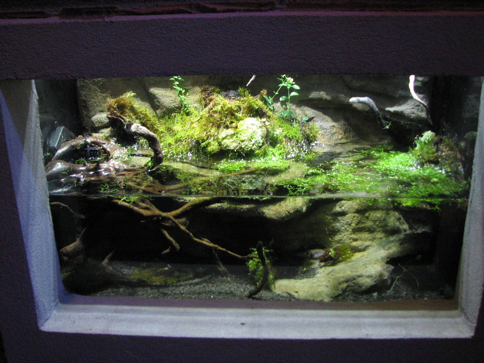 Animal Superheroes - Danube Crested Newt Exhibit