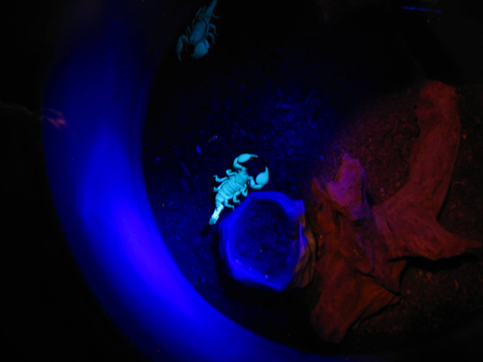 Animal Superheroes - Emperor Scorpion