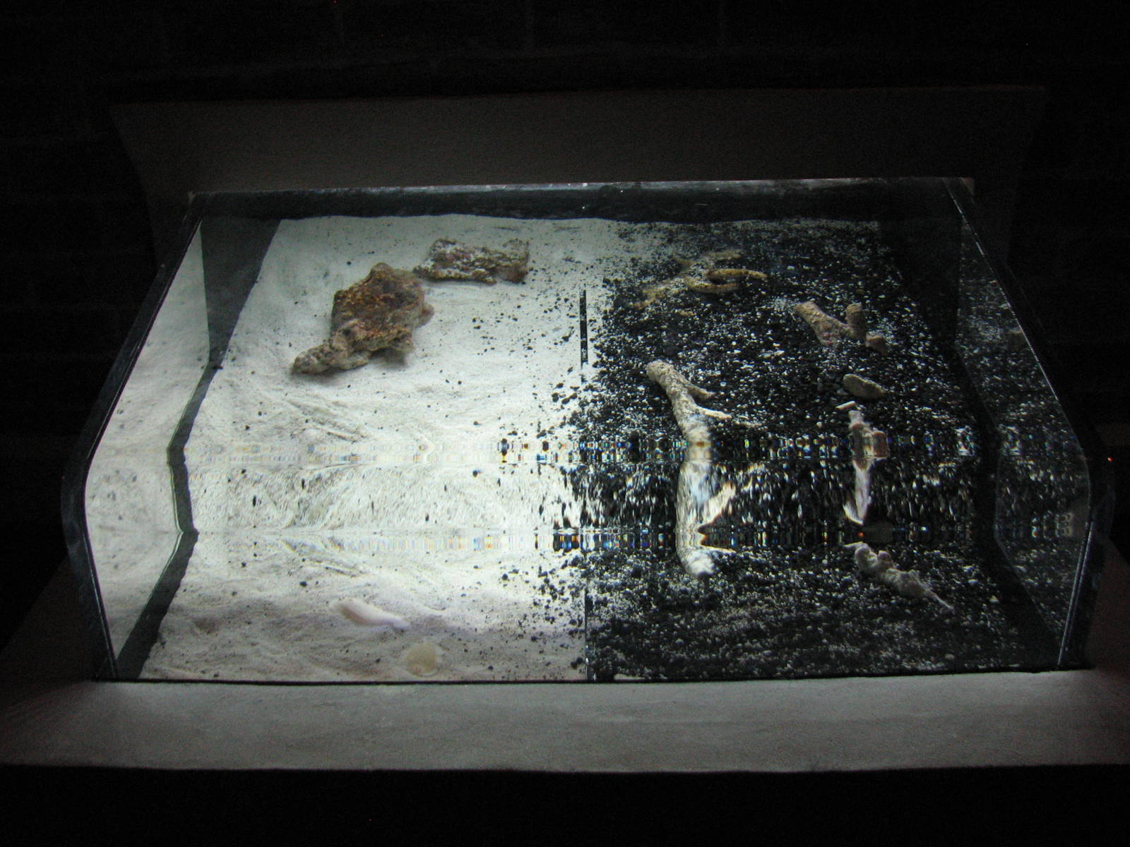 Animal Superheroes - Flatfish Exhibit