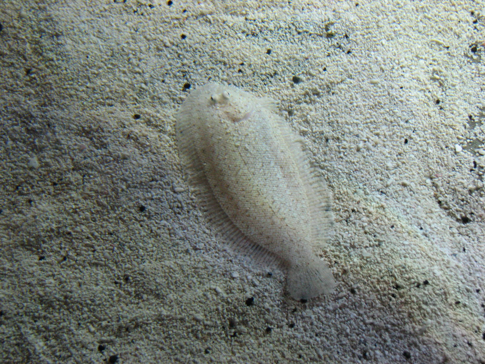 Animal Superheroes - Flatfish