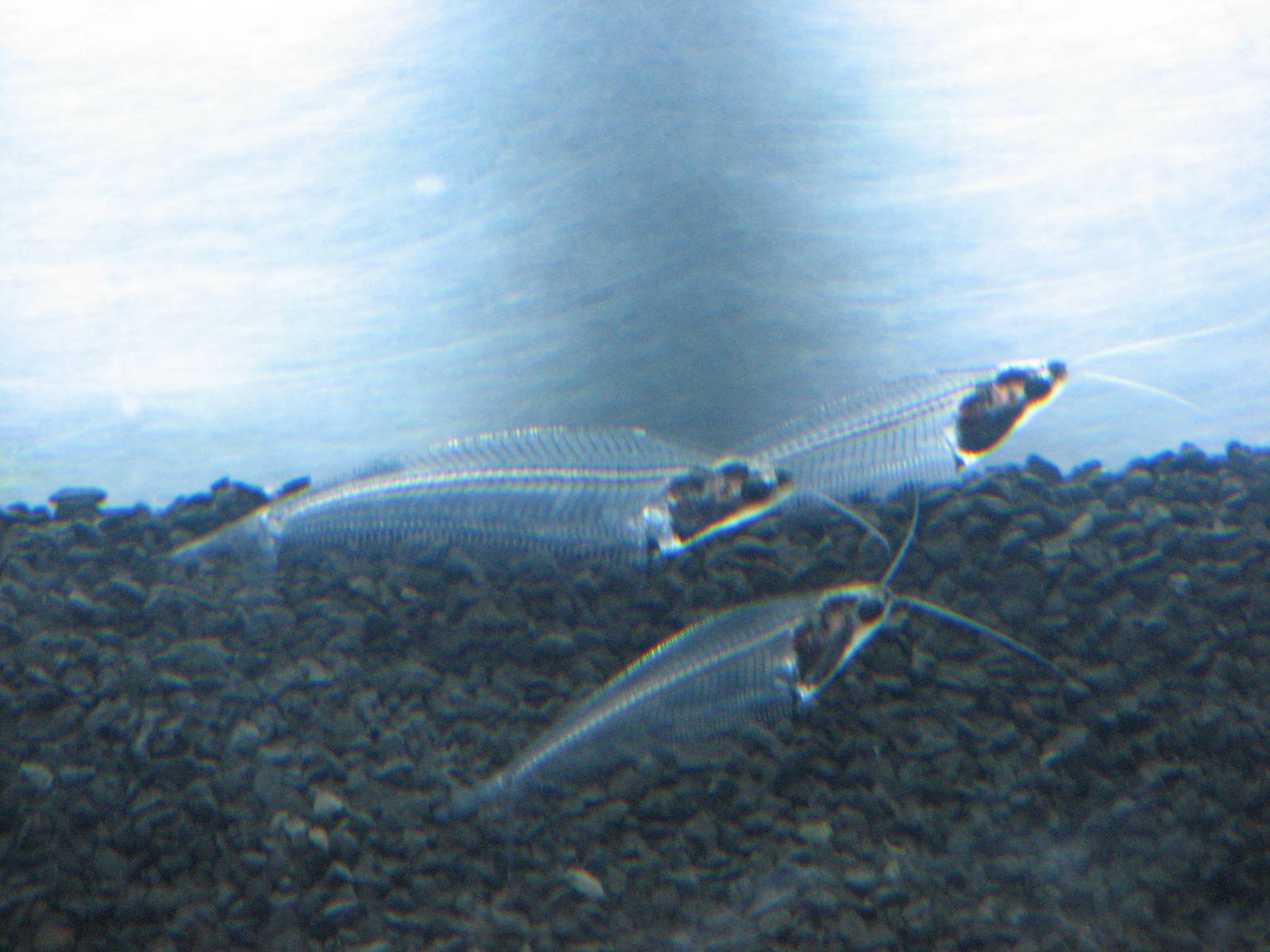 Animal Superheroes - Ghost Catfish