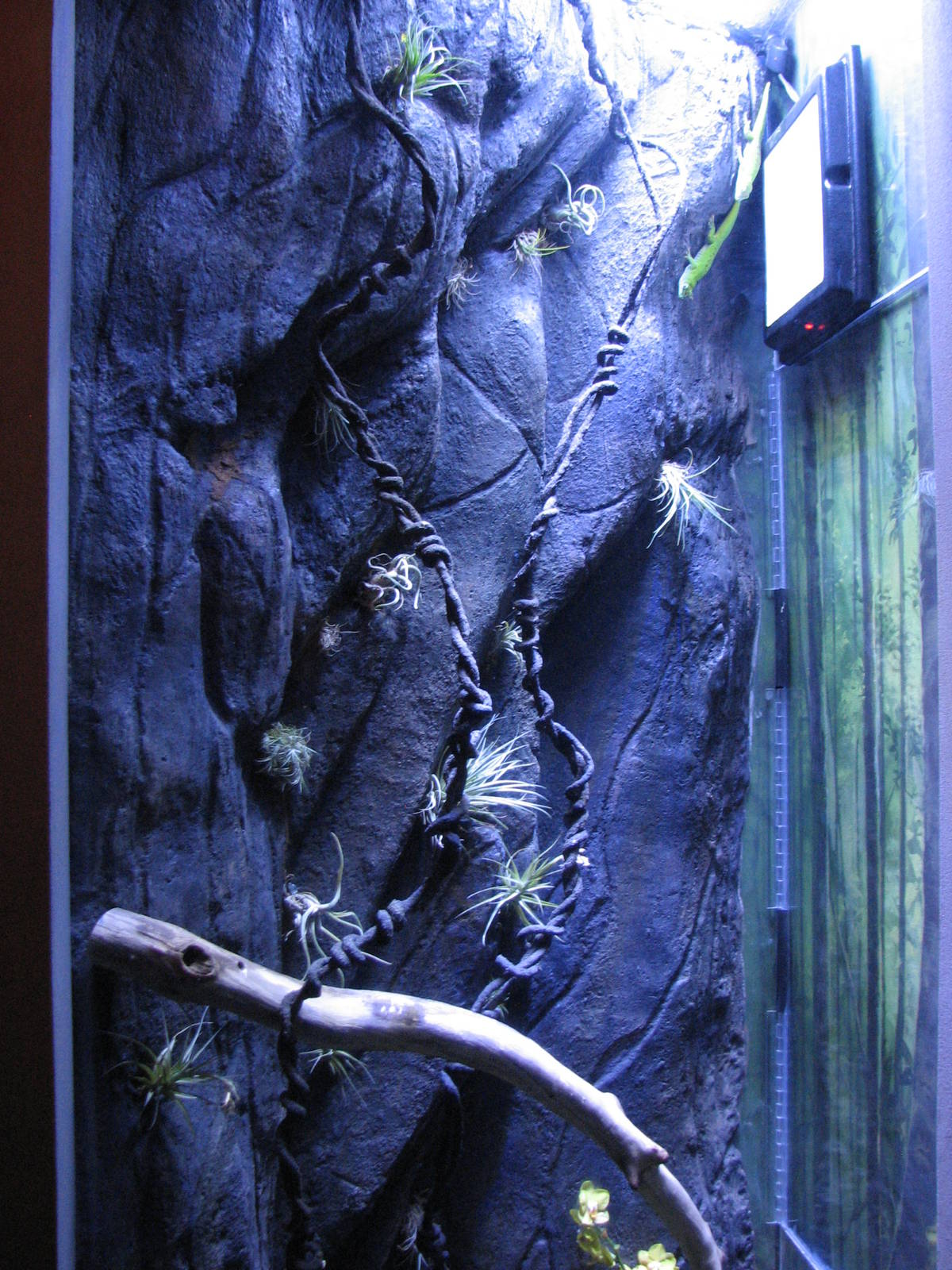 Animal Superheroes - Giant Day Gecko Exhibit