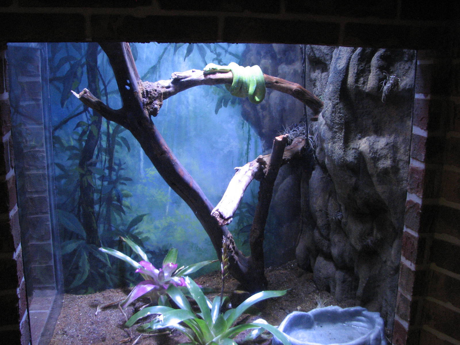 Animal Superheroes - Green Tree Python