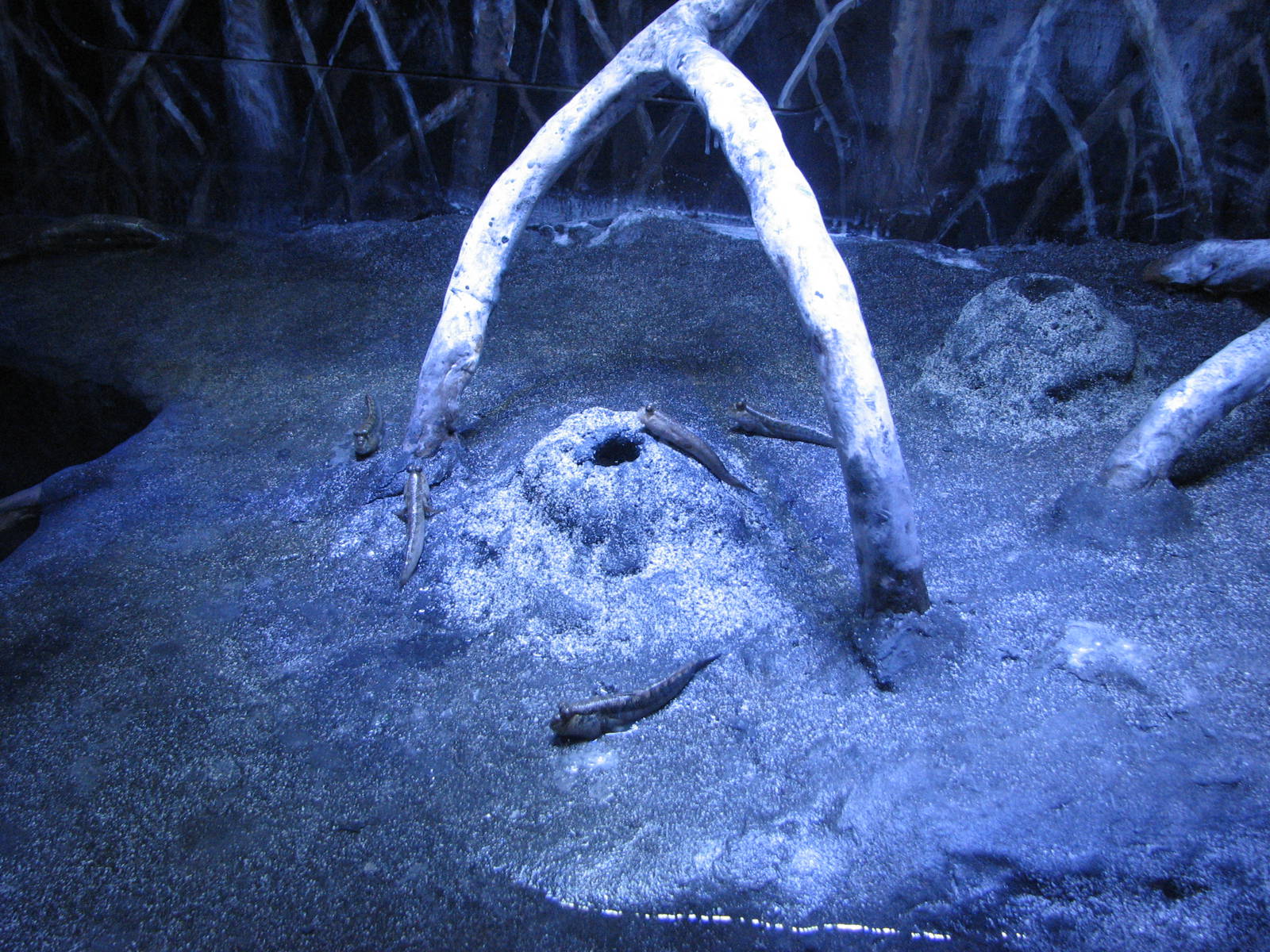 Animal Superheroes - Mudskipper