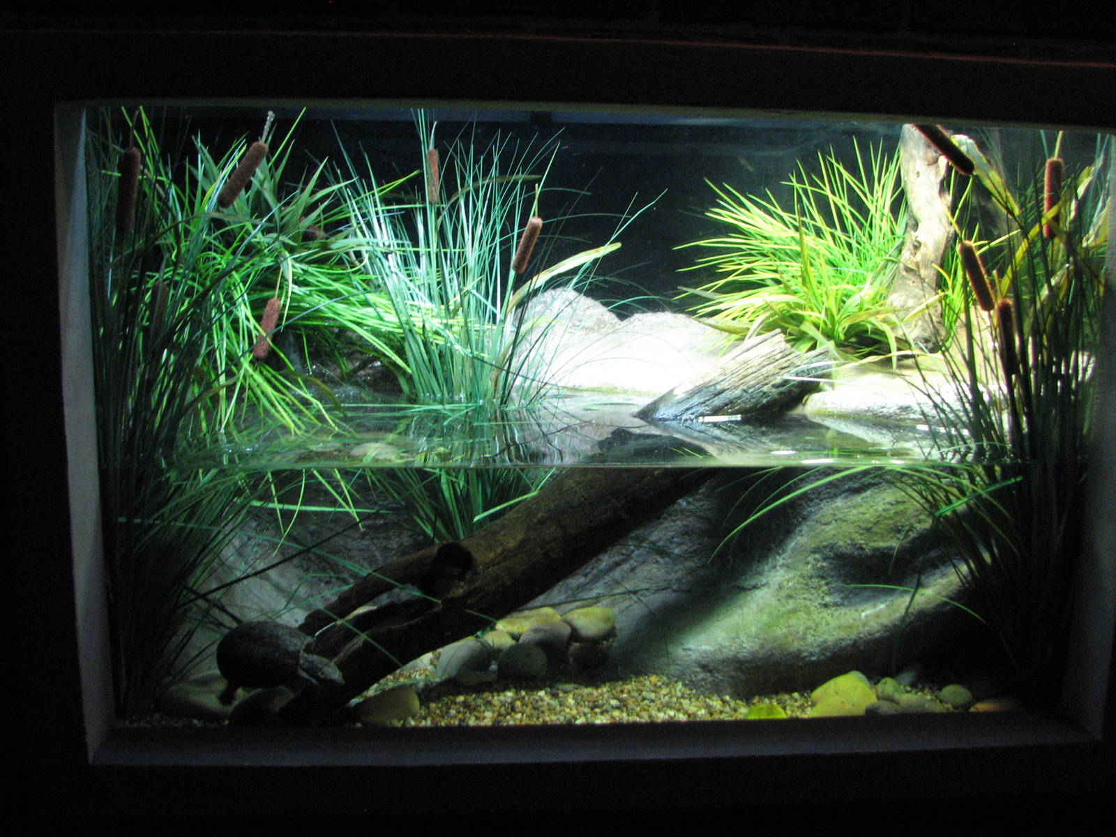 Animal Superheroes - Stinkpot Exhibit