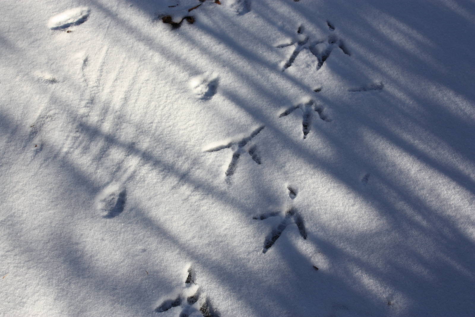 Animal Tracks
