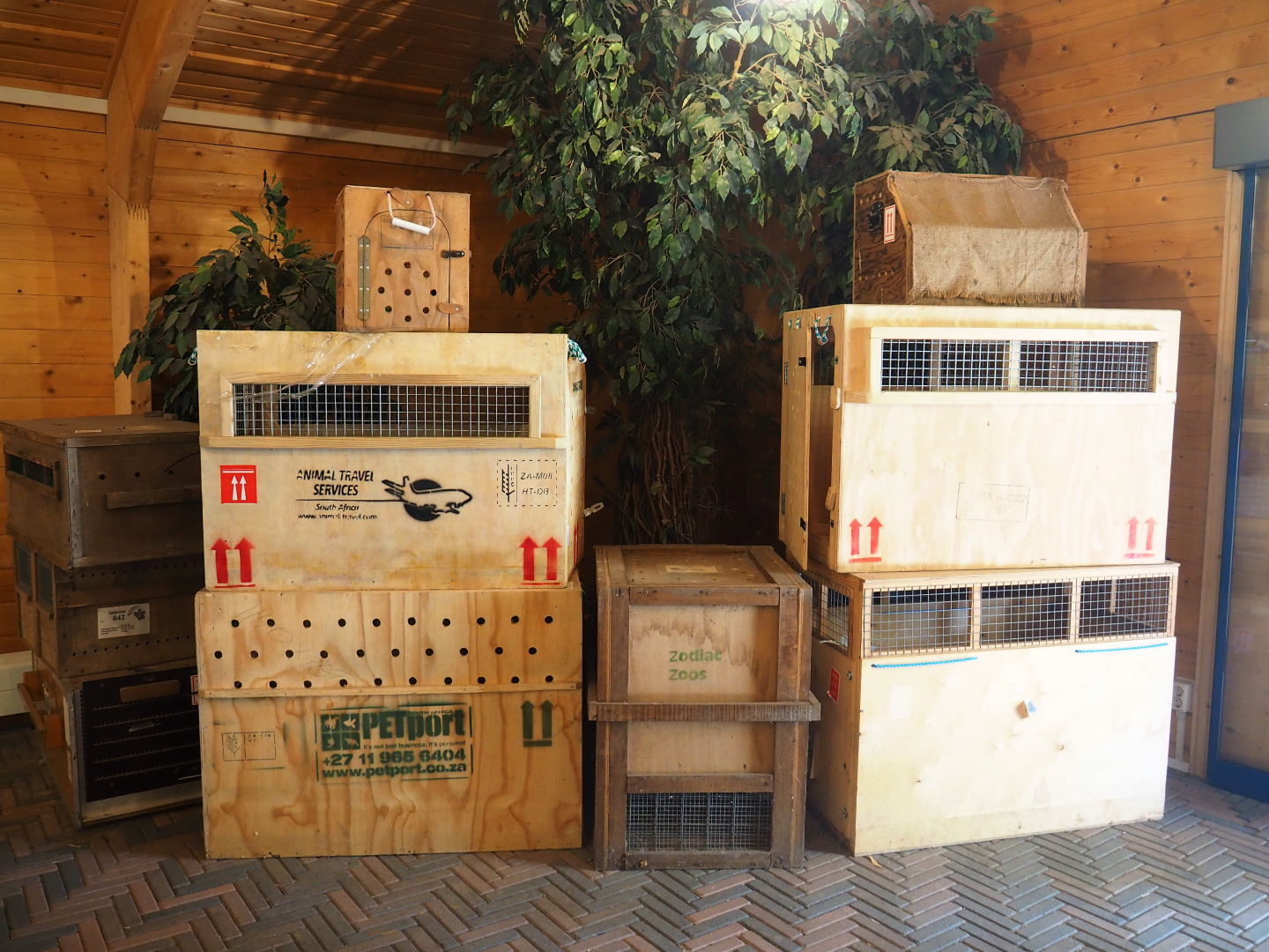 Animal transport crates, 2019-06-01